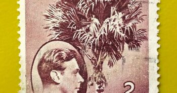 Issue:       Seychelles King George VI Coco-de-mer Palm 1938-49 Stamp Type:       Stamp Number of Stamps:       1 Stamps Denomination:        2 C, Issue Date:        1938-49  Issued By:       Seychelles Post