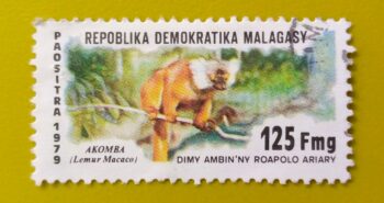 Issue:        Madagascar Republic (Malagasy) Black lemur (Lemur macaco) 1979 Stamp Type:       Stamp Number of Stamps:         1 Denominations:          125 FMG,  Issue Date:          1989 Issued By:       Madagascar ( Post)