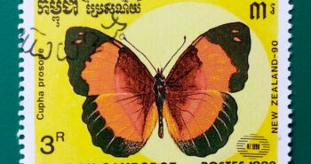Issue:        Cambodia (Cupha Prosope) Butterfly 1990 Stamp Type:      Stamp Number of Stamps:          1 Denominations:           3 R, Issue Date:           1990 Issued By:      Cambodia Post