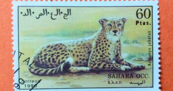 Issue:        Western Sahara Wild Animal Cheetah 1990 Stamp Type:     Stamp Number of Stamps:        1 Stamps Denomination:         60  PTAS Issue Date:          1990 Issued By:     Sahrawi Arab Democratic Republic 