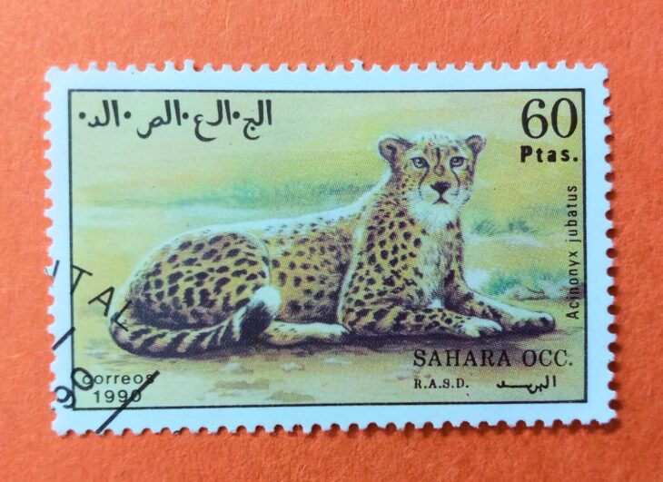 Issue:        Western Sahara Wild Animal Cheetah 1990 Stamp Type:     Stamp Number of Stamps:        1 Stamps Denomination:         60  PTAS Issue Date:          1990 Issued By:     Sahrawi Arab Democratic Republic 