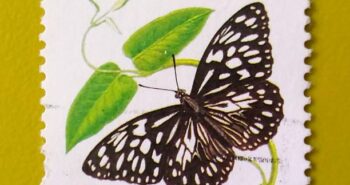Issue:      Australia Blue Tiger Butterfly 1983 Stamp Type:       Stamp Number of Stamps:        1 Denominations:         35c, Issue Date:         1983 Issued By:      Australia Post 