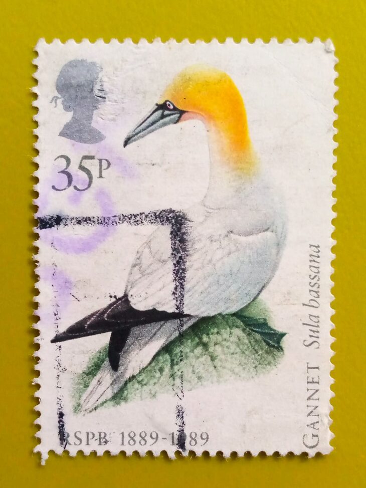Issue:        Great Britain Gannet (Bird) 1989 Stamp Type:       Stamp Number of Stamps:        1 Stamps Denomination:        35 P, Issue Date:        1989 Issued By:       Royal Mail, United Kingdom 
