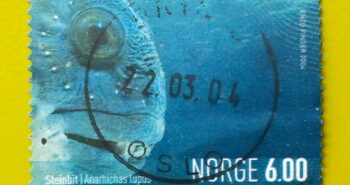 Issue:        Norway Atlantic wolfish Anarhichas lupus Stamp Type:       Stamp Number of Stamps:         3 Denominations:          6.00  K,  Issue Date:          2004 Issued By:        Norway Post 