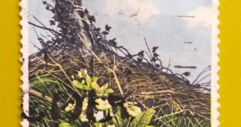 Issue:     Great Britain Wild Flowers (Primrose) 1979 Stamp Type:     Stamp Number of Stamps:       2 Stamps Denomination:        9​​ p, Issue Date:      1979 Issued By:     Royal Mail, United Kingdom