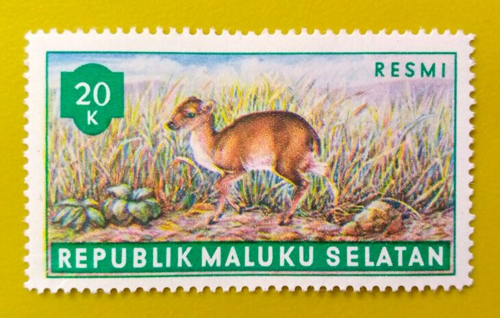 Issue:      Republic of South Maluku Maxwell's Duiker 1953 20k Stamp Type:      Stamp Number of Stamps:        1 Stamps Denomination:         20 K,   Issue Date:         1953 Issued By:      Indonesia post 
