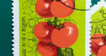 Issue:       Romania Tomatoes 1963 Stamp Type:        Stamp Number of Stamps:        1 Stamps Denomination:          35 B, Issue Date:          1963 Issued By:      Romania Post 
