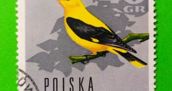 Issue:     Poland Eurasian Golden Oriole 1966 Stamp Type:     Stamp Number of Stamps:       1 Stamps Denomination:         40 Gr, Issue Date:        1966 Issued By:     Poland POST 