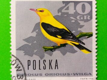 Issue:     Poland Eurasian Golden Oriole 1966 Stamp Type:     Stamp Number of Stamps:       1 Stamps Denomination:         40 Gr, Issue Date:        1966 Issued By:     Poland POST 