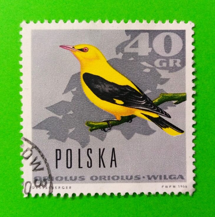 Issue:     Poland Eurasian Golden Oriole 1966 Stamp Type:     Stamp Number of Stamps:       1 Stamps Denomination:         40 Gr, Issue Date:        1966 Issued By:     Poland POST 