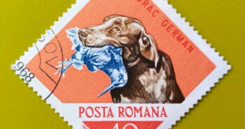 Issue:       Romania Hunting Dog (Pointer) 1965 Stamp Type:        Stamp Number of Stamps:        1 Stamps Denomination:        40 B, Issue Date:         1965 Issued By:      Romania Post 