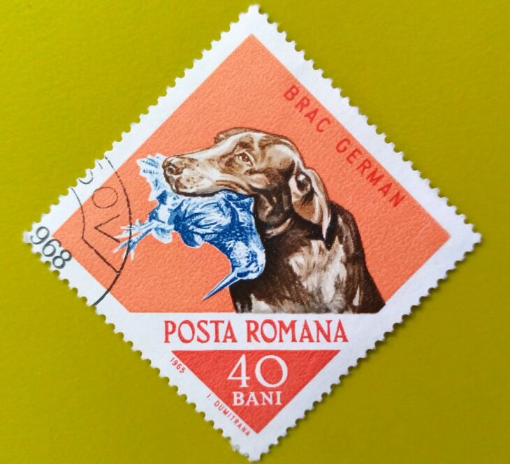 Issue:       Romania Hunting Dog (Pointer) 1965 Stamp Type:        Stamp Number of Stamps:        1 Stamps Denomination:        40 B, Issue Date:         1965 Issued By:      Romania Post 