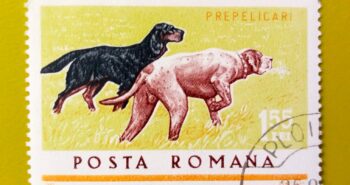 Issue:       Romania Hunting Dog Series 1965  Stamp Type:        Stamp Number of Stamps:        1 Stamps Denomination:        155 Lei,        Issue Date:         1965 Issued By:      Romania Post 