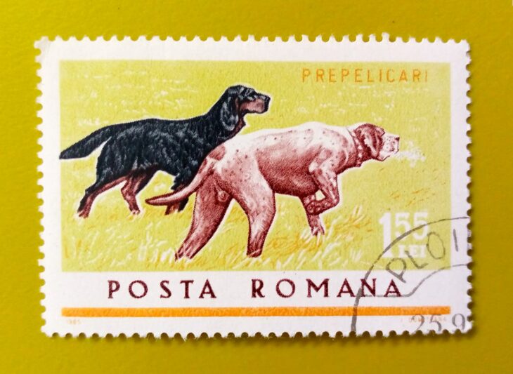 Issue:       Romania Hunting Dog Series 1965  Stamp Type:        Stamp Number of Stamps:        1 Stamps Denomination:        155 Lei,        Issue Date:         1965 Issued By:      Romania Post 