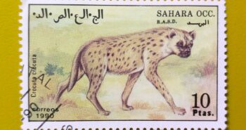 Issue:        Western Sahara Wild Hyena 1990 Stamp Type:      Stamp Number of Stamps:        1 Stamps Denomination:         10  PTAS, Issue Date:         1990 Issued By:      Sahrawi Arab Democratic Republic Post 