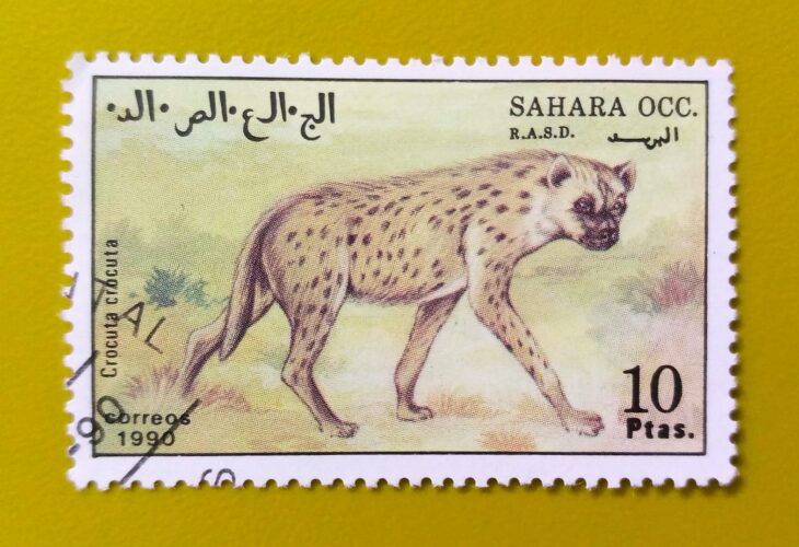 Issue:        Western Sahara Wild Hyena 1990 Stamp Type:      Stamp Number of Stamps:        1 Stamps Denomination:         10  PTAS, Issue Date:         1990 Issued By:      Sahrawi Arab Democratic Republic Post 