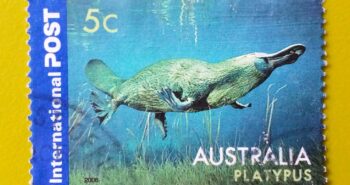 Issue:      Australian Platypus 2006 Stamp Type:     Stamp Number of Stamps:        1 Stamps Denomination:         5 C, Issue Date:         2006 Issued By:     Australia Post 