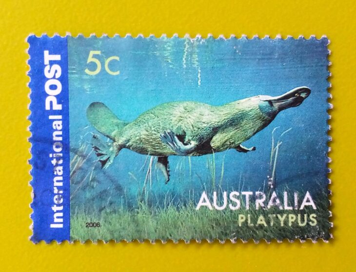 Issue:      Australian Platypus 2006 Stamp Type:     Stamp Number of Stamps:        1 Stamps Denomination:         5 C, Issue Date:         2006 Issued By:     Australia Post 