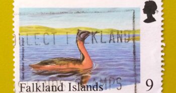 Issue:        Falkland Islands Great grebe Stamp Type:       Stamp Number of Stamps:        1 Stamps Denomination:        9 p, Issue Date:          Issued By:       Royal Mail, United Kingdom 