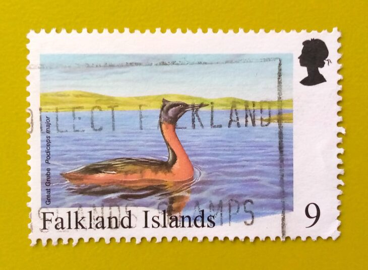 Issue:        Falkland Islands Great grebe Stamp Type:       Stamp Number of Stamps:        1 Stamps Denomination:        9 p, Issue Date:          Issued By:       Royal Mail, United Kingdom 