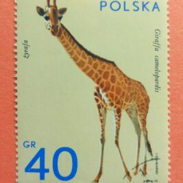 Issue:     Poland Giraffe 1972 Stamp Type:     Stamp Number of Stamps:       1 Stamps Denomination:         40 Gr, Issue Date:        1972 Issued By:     Poland POST 