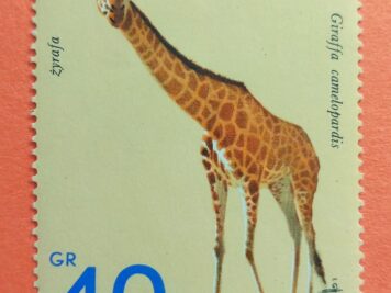 Issue:     Poland Giraffe 1972 Stamp Type:     Stamp Number of Stamps:       1 Stamps Denomination:         40 Gr, Issue Date:        1972 Issued By:     Poland POST 