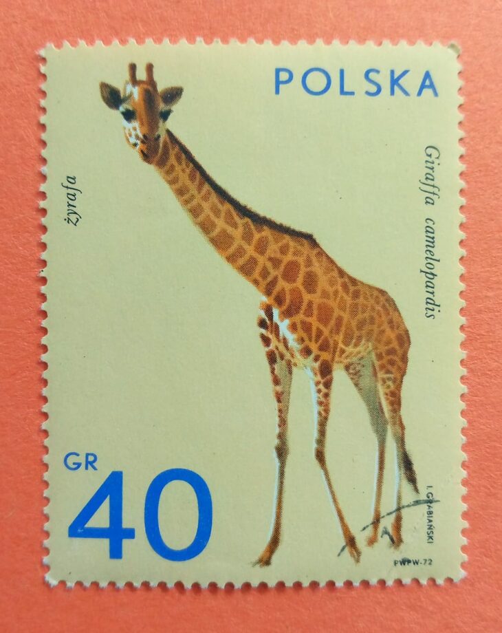 Issue:     Poland Giraffe 1972 Stamp Type:     Stamp Number of Stamps:       1 Stamps Denomination:         40 Gr, Issue Date:        1972 Issued By:     Poland POST 
