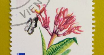 Issue:        Laos Red Frangipani (Plumieria rubra) 1988 Stamp Type:         Stamp Number of Stamps:         1 Denominations:           8 K, Issue Date:           1988 Issued By:       Laos Post 