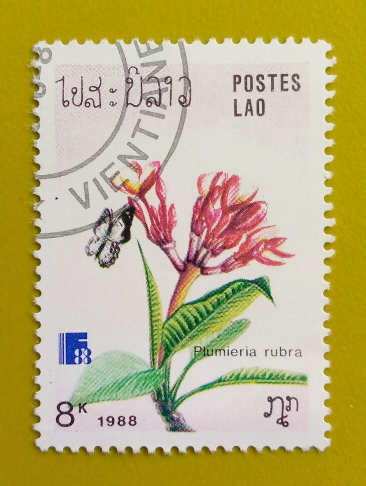 Issue:        Laos Red Frangipani (Plumieria rubra) 1988 Stamp Type:         Stamp Number of Stamps:         1 Denominations:           8 K, Issue Date:           1988 Issued By:       Laos Post 