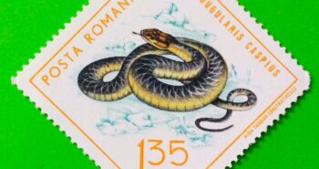 Issue:       Romania Caspian Whipsnake 1965 Stamp Type:        Stamp Number of Stamps:        1 Stamps Denomination:          1.35 L, Issue Date:          1965 Issued By:      Romania Post 