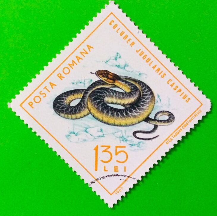 Issue:       Romania Caspian Whipsnake 1965 Stamp Type:        Stamp Number of Stamps:        1 Stamps Denomination:          1.35 L, Issue Date:          1965 Issued By:      Romania Post 