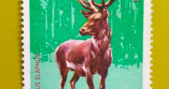 Issue:       Romania (Wild Animal) Red Deer 1980  Stamp Type:        Stamp Number of Stamps:         1 Stamps Denomination:         2.15 L, Issue Date:        1980 Issued By:      Romania Post 