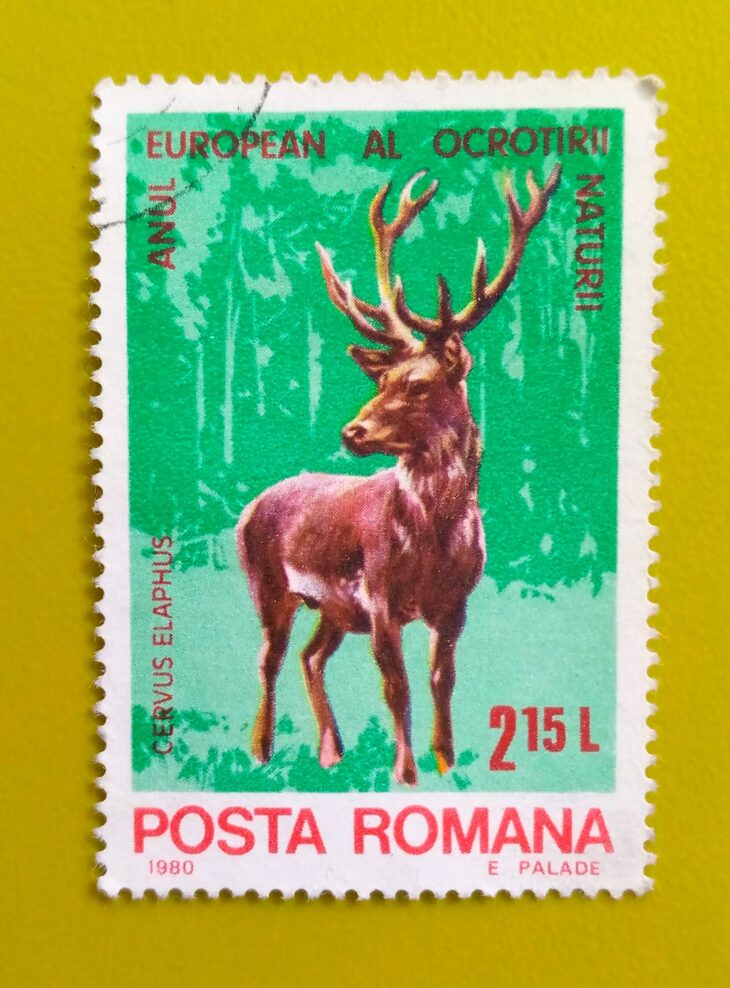 Issue:       Romania (Wild Animal) Red Deer 1980  Stamp Type:        Stamp Number of Stamps:         1 Stamps Denomination:         2.15 L, Issue Date:        1980 Issued By:      Romania Post 