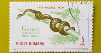 Issue:     Romania Python Molurus 1964 Stamp Type:     Stamp Number of Stamps:        1 Stamps Denomination:       5 Bani, Issue Date:    1964 Issued By:    Romania Post 