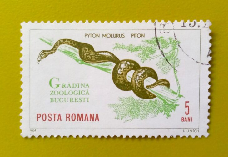 Issue:     Romania Python Molurus 1964 Stamp Type:     Stamp Number of Stamps:        1 Stamps Denomination:       5 Bani, Issue Date:    1964 Issued By:    Romania Post 