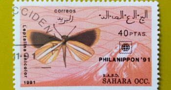 Issue:       West Sahara OCC. R.A.S.D. Butterflies 1991 Stamp Type:      Stamp Number of Stamps:        1 Stamps Denomination:        40  PTAS, Issue Date:        1991  Issued By:      Sahrawi Arab Democratic Republic Post 