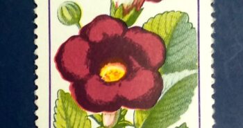 Issue:       Romania 1965 Gloxinia Flower Stamp Type:      Stamp Number of Stamps:        1 Stamps Denomination:      1.35 LEI Issue Date:        1965 Issued By:      Romania Post 