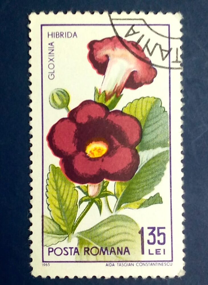 Issue:       Romania 1965 Gloxinia Flower Stamp Type:      Stamp Number of Stamps:        1 Stamps Denomination:      1.35 LEI Issue Date:        1965 Issued By:      Romania Post 