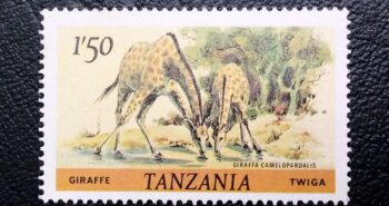 Issue:     Tanzania Giraffe Camelopardalis 1980 Stamp Type:     Stamp Number of Stamps:      1 Stamps Denomination:      1,50  TSH Issue Date:     1980 Issued By:    Tanzania Post 