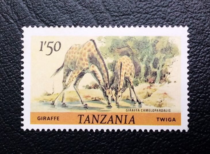 Issue:     Tanzania Giraffe Camelopardalis 1980 Stamp Type:     Stamp Number of Stamps:      1 Stamps Denomination:      1,50  TSH Issue Date:     1980 Issued By:    Tanzania Post 