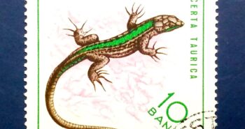 Issue:      Poland TAURICA LIZARD 1965 Stamp Type:      Stamp Number of Stamps:        1  Stamps Denomination:      10 Bani Issue Date:       1965 Issued By:     Poland POST