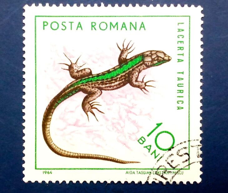 Issue:      Poland TAURICA LIZARD 1965 Stamp Type:      Stamp Number of Stamps:        1  Stamps Denomination:      10 Bani Issue Date:       1965 Issued By:     Poland POST