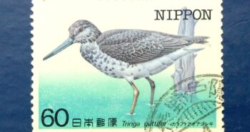Issue:      Japan Tringa Guttifer (Nordmann's Greenshank) 1984 Stamp Type:     Stamp Number of Stamps:        1 Stamps Denomination:      60 ¥, Issue Date:        1984 Issued By:       Japan Post NIPPON 