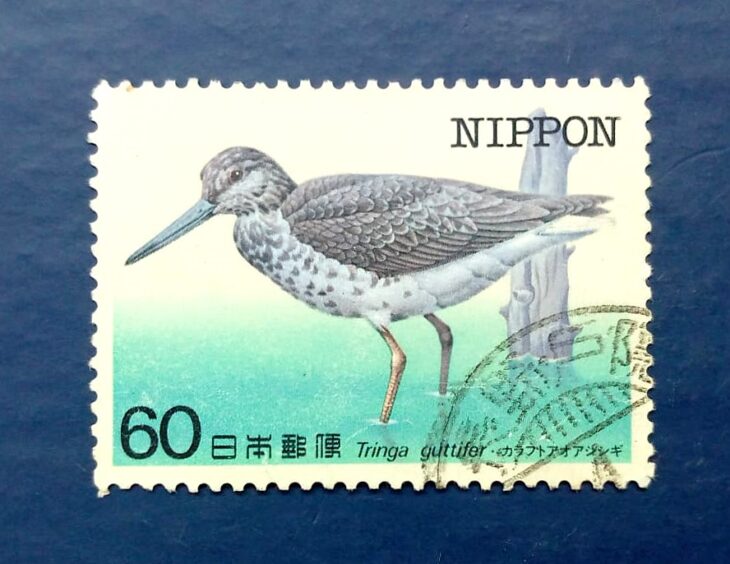 Issue:      Japan Tringa Guttifer (Nordmann's Greenshank) 1984 Stamp Type:     Stamp Number of Stamps:        1 Stamps Denomination:      60 ¥, Issue Date:        1984 Issued By:       Japan Post NIPPON 