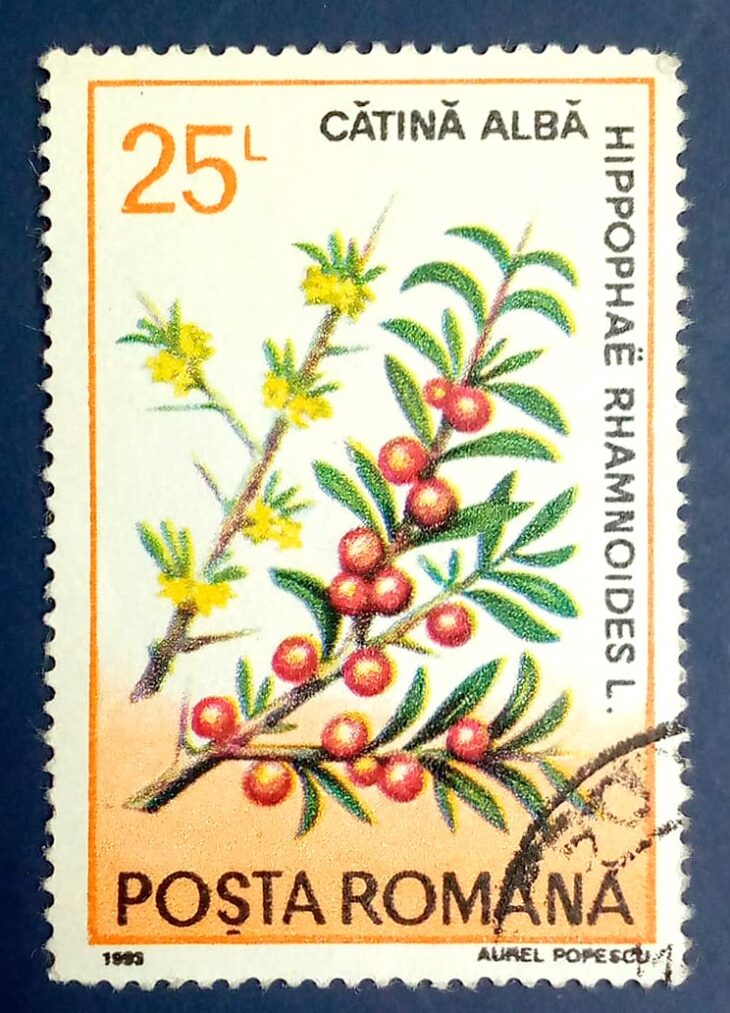 Issue:      Poland 1963 White Sea Buckthorn (Hippophae rhamnoides) Stamp Type:      Stamp Number of Stamps:        1  Stamps Denomination:      25 L Issue Date:       1963 Issued By:     Poland POST