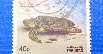 Issue:     Pakistan Green Sea Turtle (Chelonia mydas) 1981 Stamp Type:     Stamp Number of Stamps:     1 Stamps Denomination:       40p Issue Date:      1981 Issued By:     Pakistan POST 