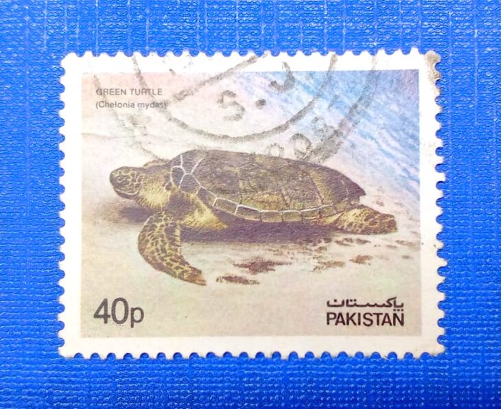 Issue:     Pakistan Green Sea Turtle (Chelonia mydas) 1981 Stamp Type:     Stamp Number of Stamps:     1 Stamps Denomination:       40p Issue Date:      1981 Issued By:     Pakistan POST 