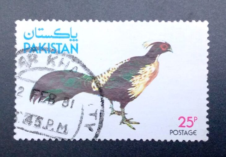 Issue:     Pakistan Pheasants (Rare) Bird 1979 Stamp Type:     Stamp Number of Stamps:      1 Stamps Denomination:       25 p, Issue Date:      1979 Issued By:   Pakistan POST 