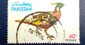 Issue:       Pakistan Western tragopan ( Tragopan melanocephalus ) Stamp Type:      Stamp Number of Stamps:        1 Stamps Denomination:       40P, Issue Date:         1981 Issued By:     Pakistan POST 