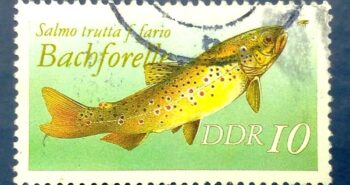Issue:      Germany Salmo Trutta Fario (Brown Trout) 1987 Stamp Type:      Stamp Number of Stamps:      1 Denominations:       10 DDR, Issue Date:        1987 Issued By:      Germany Deutsche Post ( Deutschland ) 